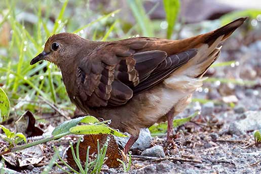 Maroon-chested-Ground Dove