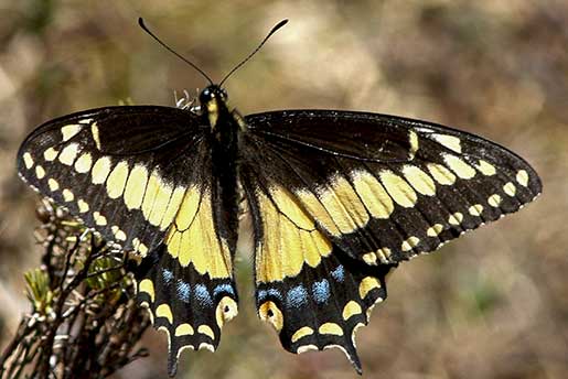 Papillione-Papilio-polyxenes-sadalus_3812